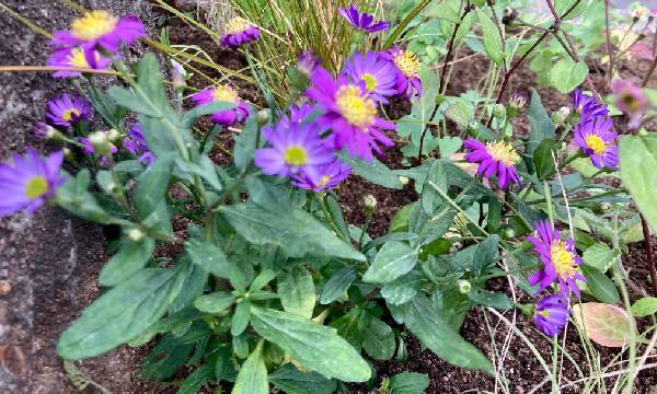 Aster microcephalus 'Yubae'